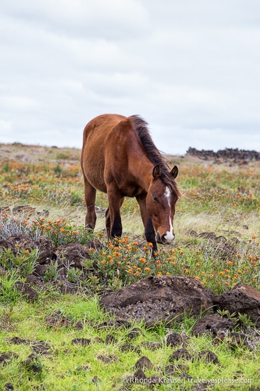 travelyesplease.com | 4 Days in Easter Island- A Self-Guided Tour of Rapa Nui