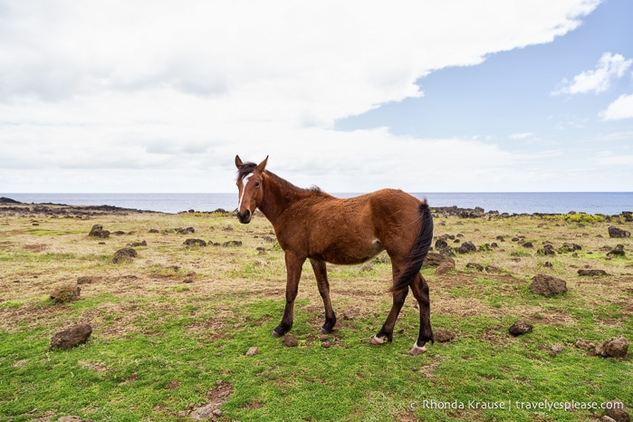 travelyesplease.com | 4 Days in Easter Island- A Self-Guided Tour of Rapa Nui