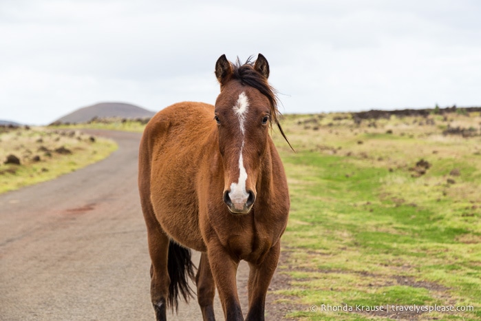 travelyesplease.com | 4 Days in Easter Island- A Self-Guided Tour of Rapa Nui