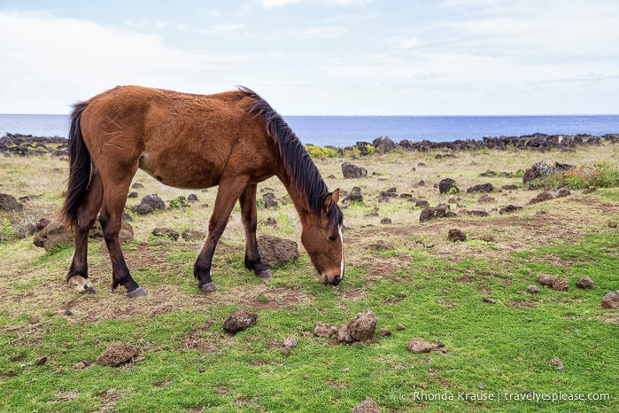 travelyesplease.com | 4 Days in Easter Island- A Self-Guided Tour of Rapa Nui
