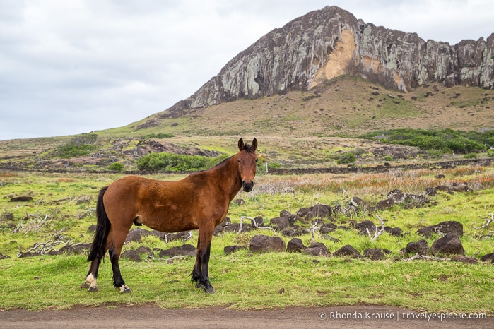 travelyesplease.com | 4 Days in Easter Island- A Self-Guided Tour of Rapa Nui