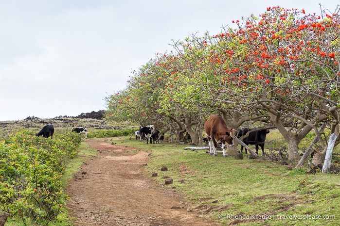 travelyesplease.com | 4 Days in Easter Island- A Self-Guided Tour of Rapa Nui