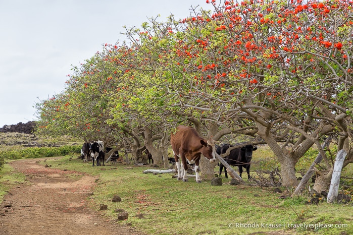 travelyesplease.com | 4 Days in Easter Island- A Self-Guided Tour of Rapa Nui