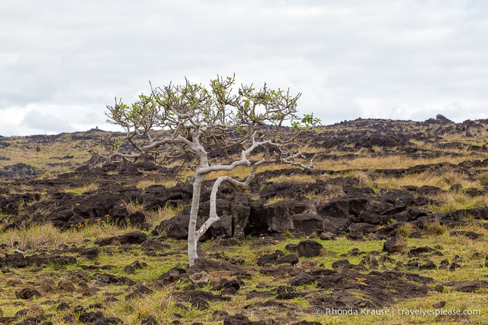 travelyesplease.com | 4 Days in Easter Island- A Self-Guided Tour of Rapa Nui