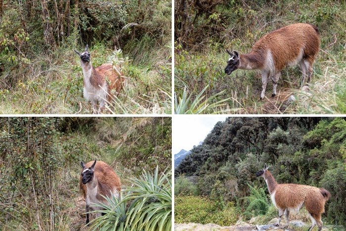 Llamas on the Inca Trail