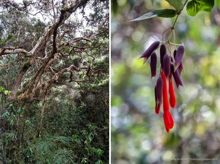 travelyesplease.com | Hiking the Inca Trail- What to Expect on the 4 Day Trek to Machu Picchu