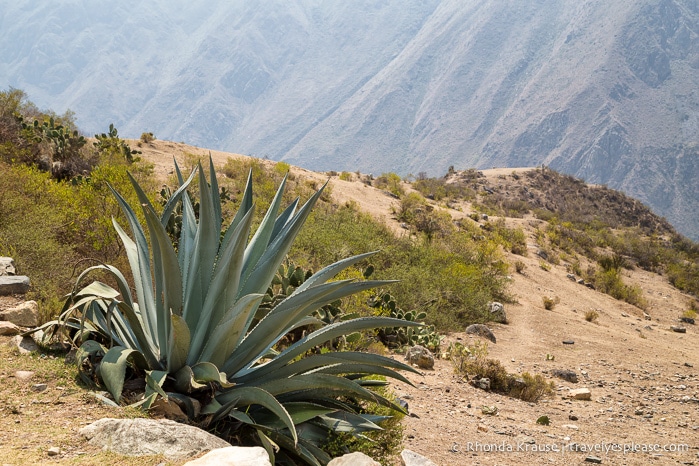 travelyesplease.com | Hiking the Inca Trail- What to Expect on the 4 Day Trek to Machu Picchu