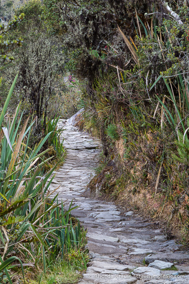 Stone path framed by lush vegetation