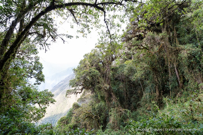 Lush vegetation