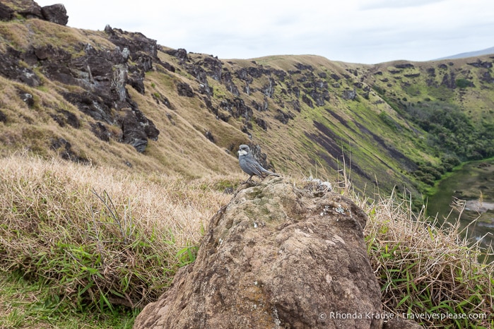 travelyesplease.com | Orongo- Ceremonial Village of the Birdman Cult