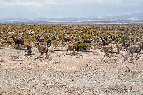 A group of llamas beside the road.