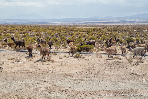 A group of llamas beside the road.