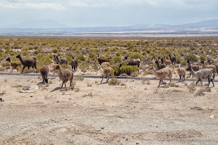 A group of llamas beside the road.