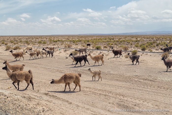 Llamas beside the road.