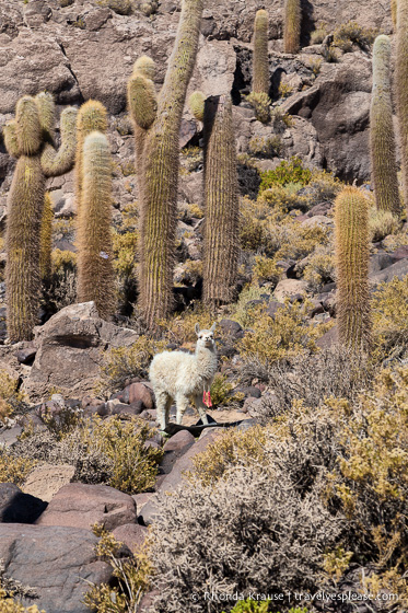 Llama surrounded by cacti at Isla Incahuasi.