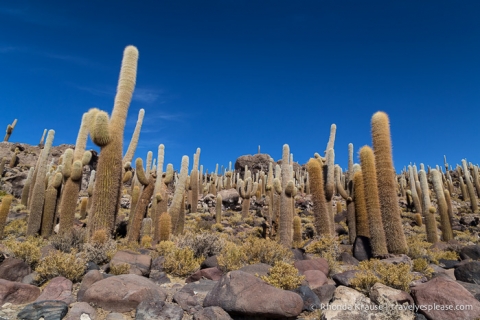 Cactus on Isla Incahuasi.