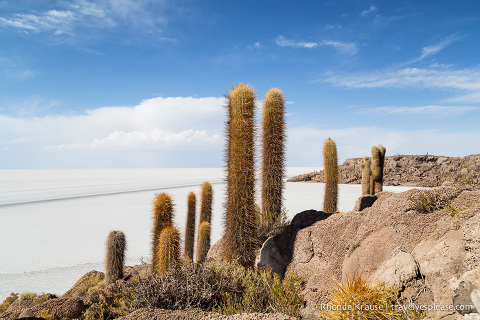 Isla Incahuasi at the Uyuni Salt Flats in Bolivia.