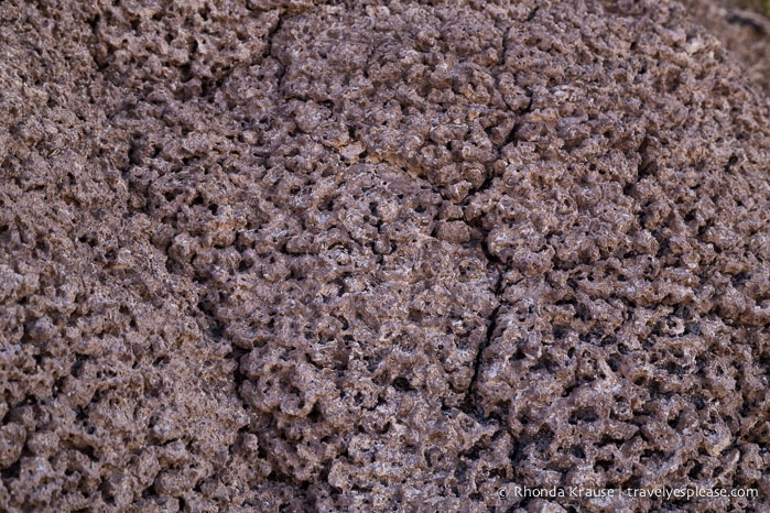 Coral on Isla Incahuasi.