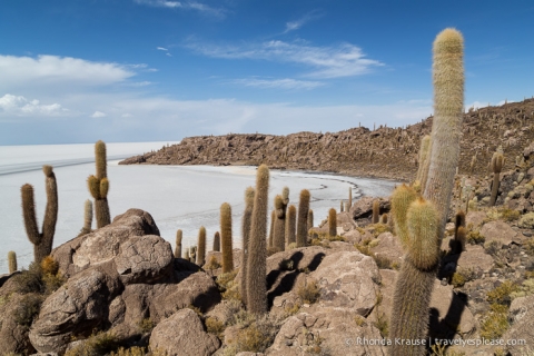 Cacti on Isla Incahuasi at the Uyuni Salt Flats in Bolivia.