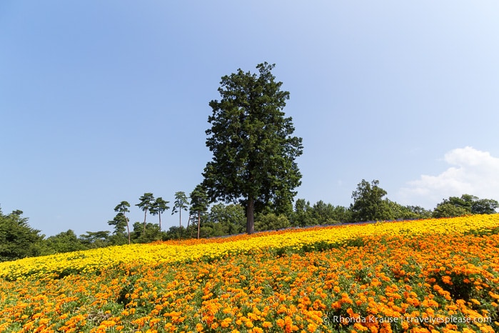 travelyesplease.com | Visiting Tottori Hanakairo Flower Park- One of Japan's Largest Flower Parks