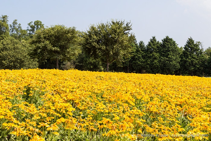 travelyesplease.com | Visiting Tottori Hanakairo Flower Park- One of Japan's Largest Flower Parks