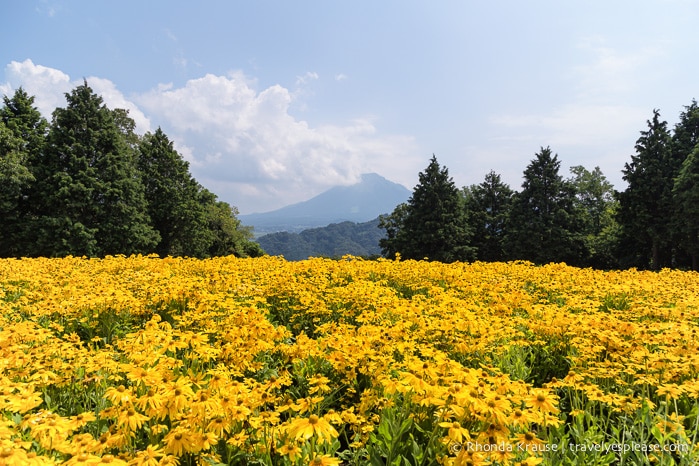 travelyesplease.com | Visiting Tottori Hanakairo Flower Park- One of Japan's Largest Flower Parks