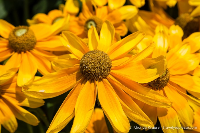 travelyesplease.com | Visiting Tottori Hanakairo Flower Park- One of Japan's Largest Flower Parks