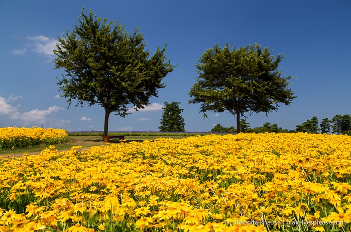 travelyesplease.com | Visiting Tottori Hanakairo Flower Park- One of Japan's Largest Flower Parks