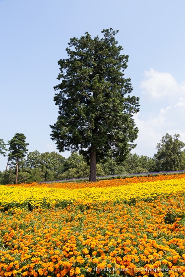 travelyesplease.com | Visiting Tottori Hanakairo Flower Park- One of Japan's Largest Flower Parks