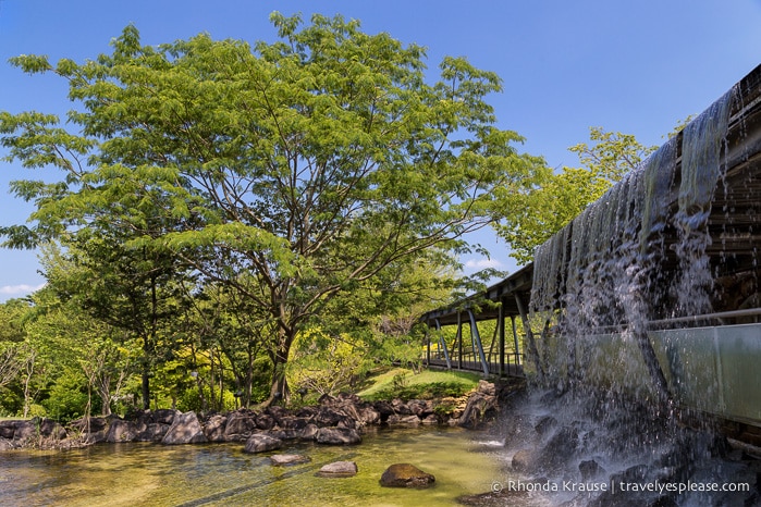 travelyesplease.com | Visiting Tottori Hanakairo Flower Park- One of Japan's Largest Flower Parks