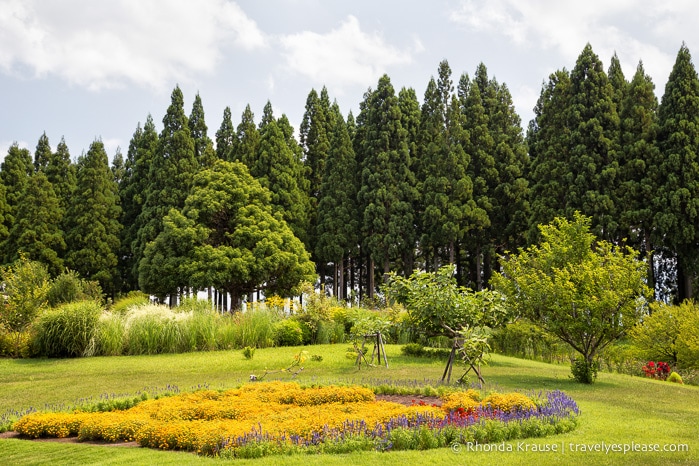 travelyesplease.com | Visiting Tottori Hanakairo Flower Park- One of Japan's Largest Flower Parks