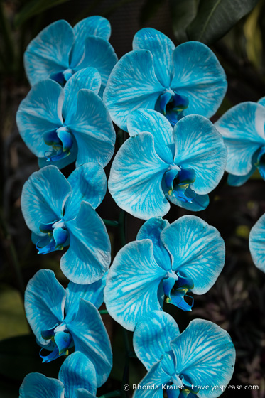 travelyesplease.com | Visiting Tottori Hanakairo Flower Park- One of Japan's Largest Flower Parks