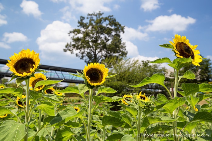 travelyesplease.com | Visiting Tottori Hanakairo Flower Park- One of Japan's Largest Flower Parks