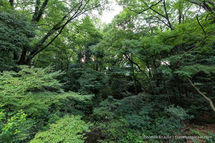 travelyesplease.com | Visiting Meiji Shrine- Tokyo's Most Important Shinto Shrine