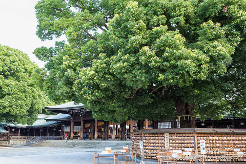 travelyesplease.com | Visiting Meiji Shrine- Tokyo's Most Important Shinto Shrine