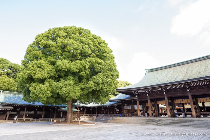 Visiting Meiji Shrine- Tokyo’s Most Important Shinto Shrine