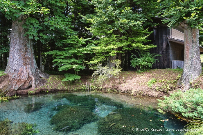 travelyesplease.com | Oshino Hakkai- 8 Sacred Ponds in the Fuji Five Lakes Region