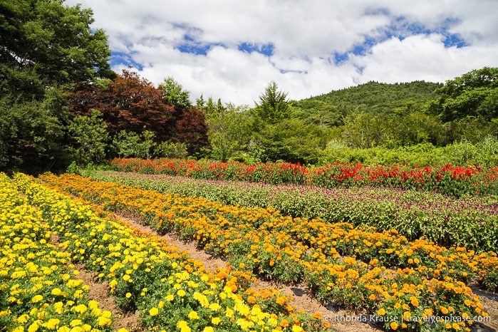 travelyesplease.com | Oshino Hakkai- 8 Sacred Ponds in the Fuji Five Lakes Region