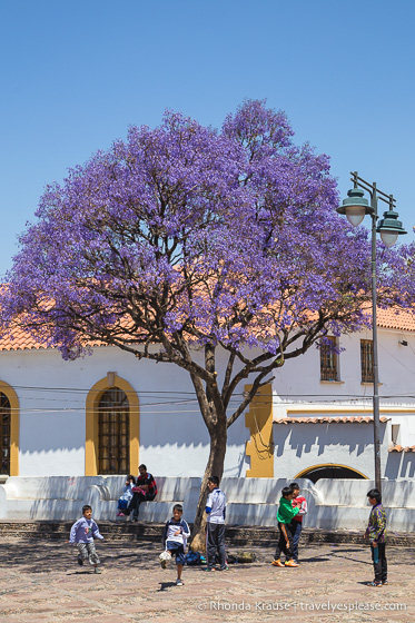 Purple flowering tree in Plaza Anzurez, Sucre.