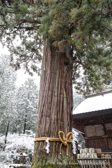 travelyesplease.com | Fujiyoshida Sengen Shrine- The Traditional Starting Point for Climbing Mt. Fuji