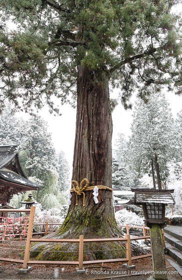 travelyesplease.com | Fujiyoshida Sengen Shrine- The Traditional Starting Point for Climbing Mt. Fuji