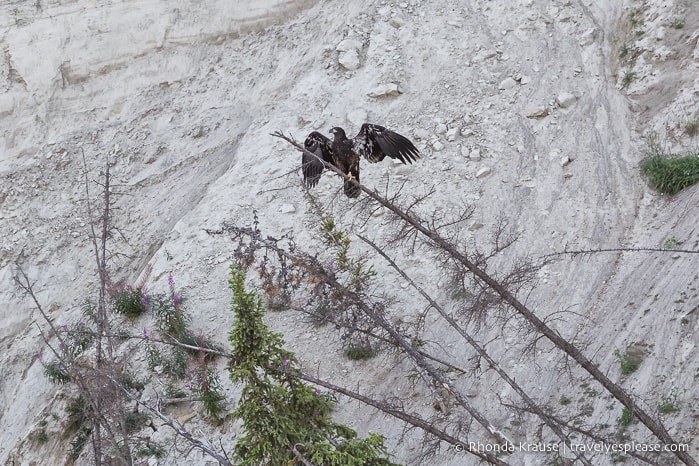 travelyesplease.com | Canoeing the Yukon River- Whitehorse to Takhini River