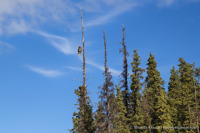 travelyesplease.com | Canoeing the Yukon River- Whitehorse to Takhini River