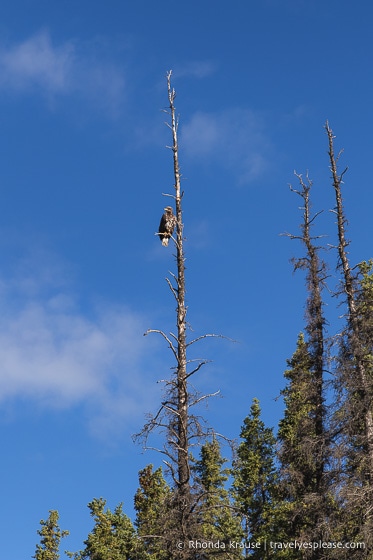 travelyesplease.com | Canoeing the Yukon River- Whitehorse to Takhini River