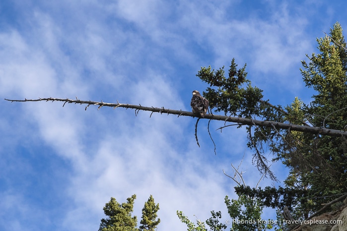 travelyesplease.com | Canoeing the Yukon River- Whitehorse to Takhini River