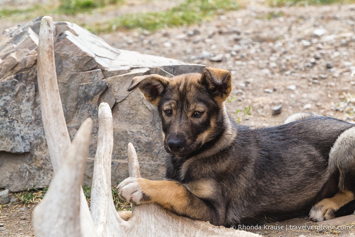 travelyesplease.com | How to Spend a Week in the Yukon- Unforgettable Experiences in Canada's Northwest