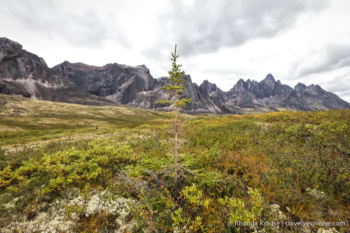 travelyesplease.com | The Yukon's Tombstone Territorial Park- Flightseeing and Landing Tour