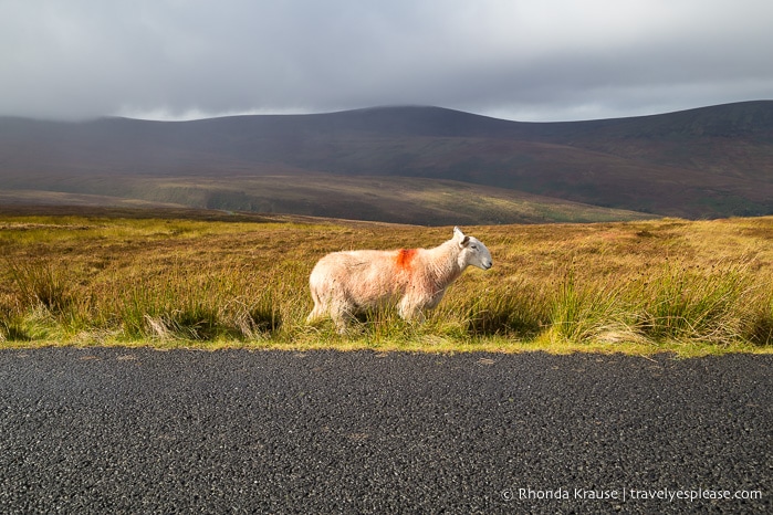 travelyesplease.com | Ireland Road Trip- 2 Week Itinerary