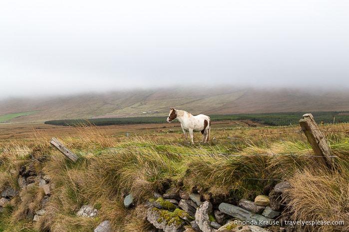 travelyesplease.com | 2 Weeks in Ireland- My Road Trip Itinerary