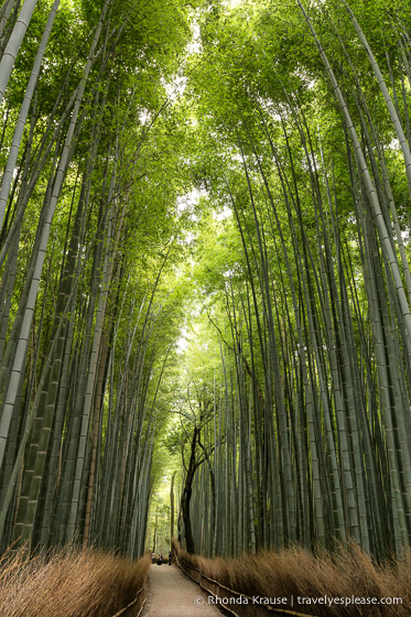 travelyesplease.com | Exploring the Arashiyama District of Kyoto